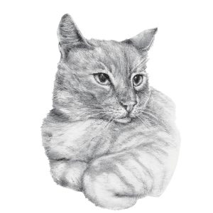 Product Image for  Lounging Kitty Pencil Art Print Catlovers Boho Cat Wall Art Animal Boho Print Cat lover Gift