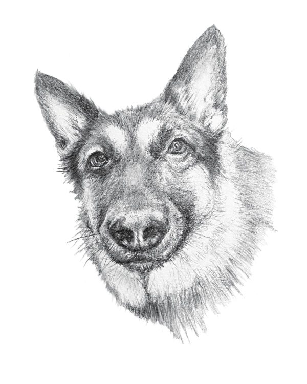 Product Image for  German Shepherd Dog Pencil Art Print dog art dog gift for her gift home office art