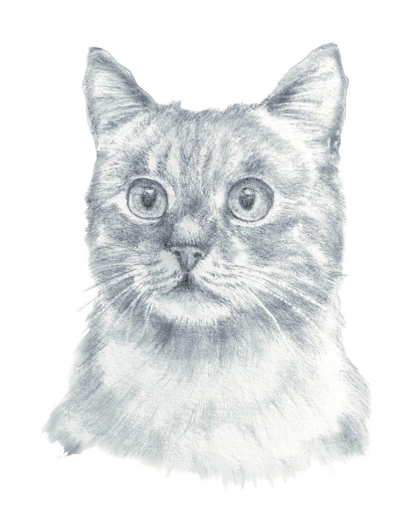 Product Image for  Wide Eyed Kitty Print Catlovers Feline Art realistic print, cat mom cat dad cat art
