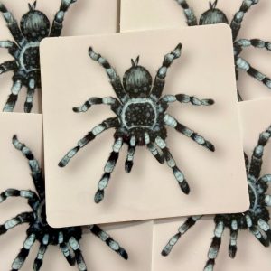 Product Image for  Blue Tarantula Sticker Arachnid Nature Lovers Bug Sticker