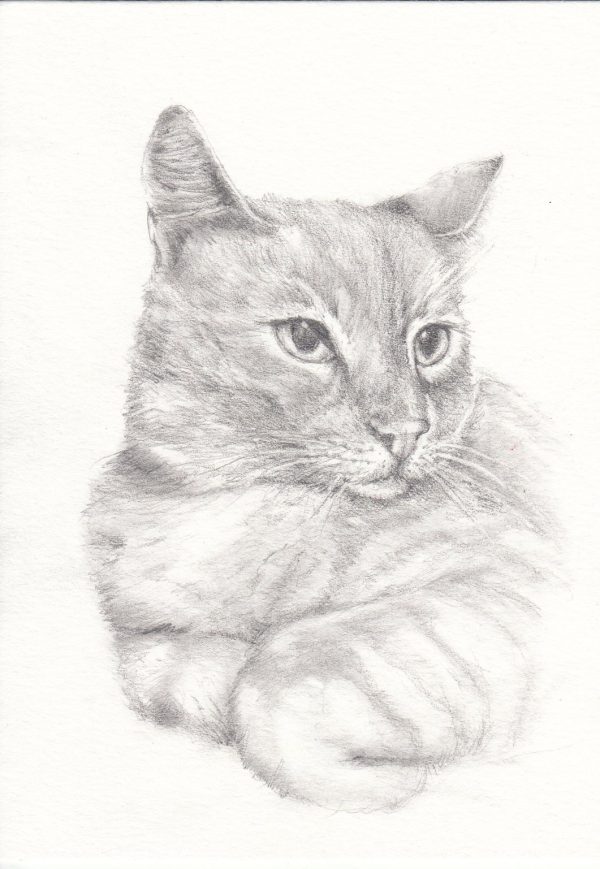 Product Image for  Pet Portrait Sketch, Custom Animal Drawing, Dog Portrait from Photo, Cat Portrait from Photo, Pet Memorial Gift, Pet Loss, Pet Memorial