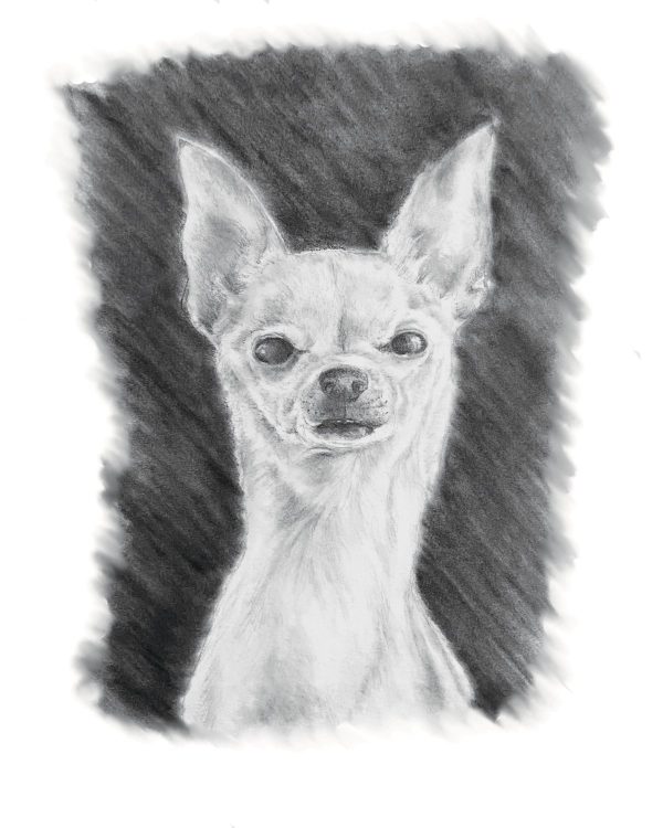 Product Image for  Pet Portrait Sketch, Custom Animal Drawing, Dog Portrait from Photo, Cat Portrait from Photo, Pet Memorial Gift, Pet Loss, Pet Memorial