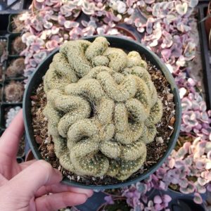 Product Image for  6 Inch Mammillaria elongata cristata ‘Brain Cactus’
